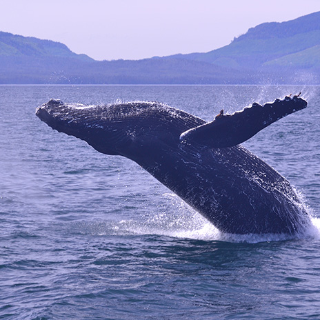 whale watching tours anchorage alaska