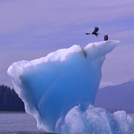 petersburg alaska glacier tours